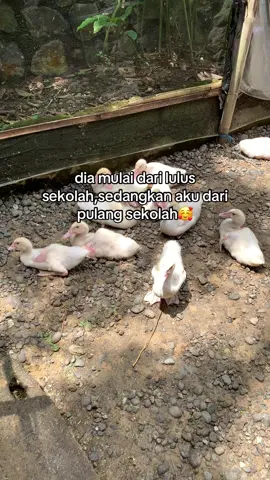 Bismillah🤲🏻#entokjumbo#perternakmuda#berkahentok#berkahentokofficial#perternakentok