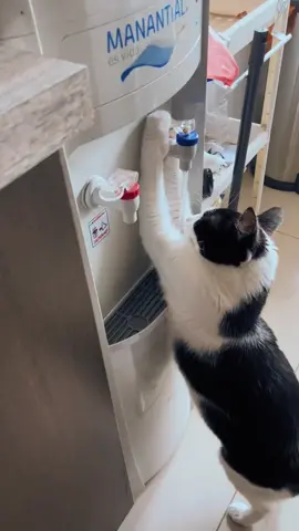 Cuaca lagi panas ya  #minum  #kucing 