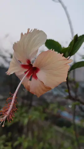প্রকৃতির স্নিগ্ধতাই মিশে যাক জীবনের সব ক্লান্তি..!❤️‍🩹🌺 #friends #followers #foryou #highlight 