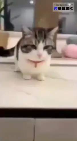 #этонемногопухленькийкот #дапи #fyp #маленькипук #непью 