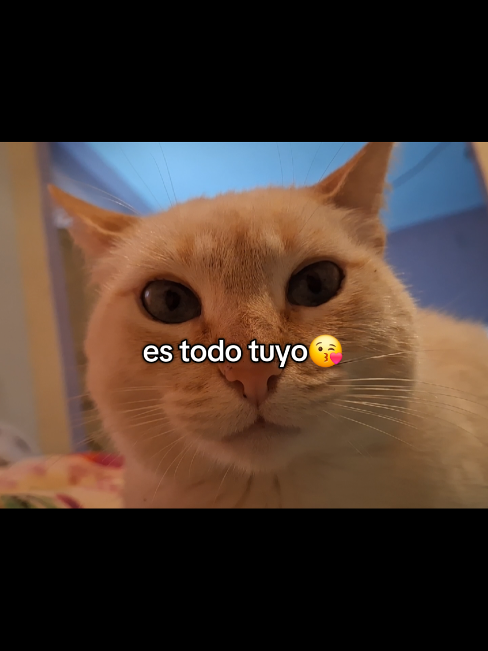 #mascotas #fyp #humor #etiqueta #indirectas 