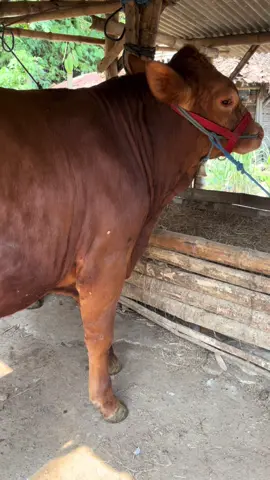 #fyp #ternaksapiindonesia #sapisimentalsuper #sapilimusin 