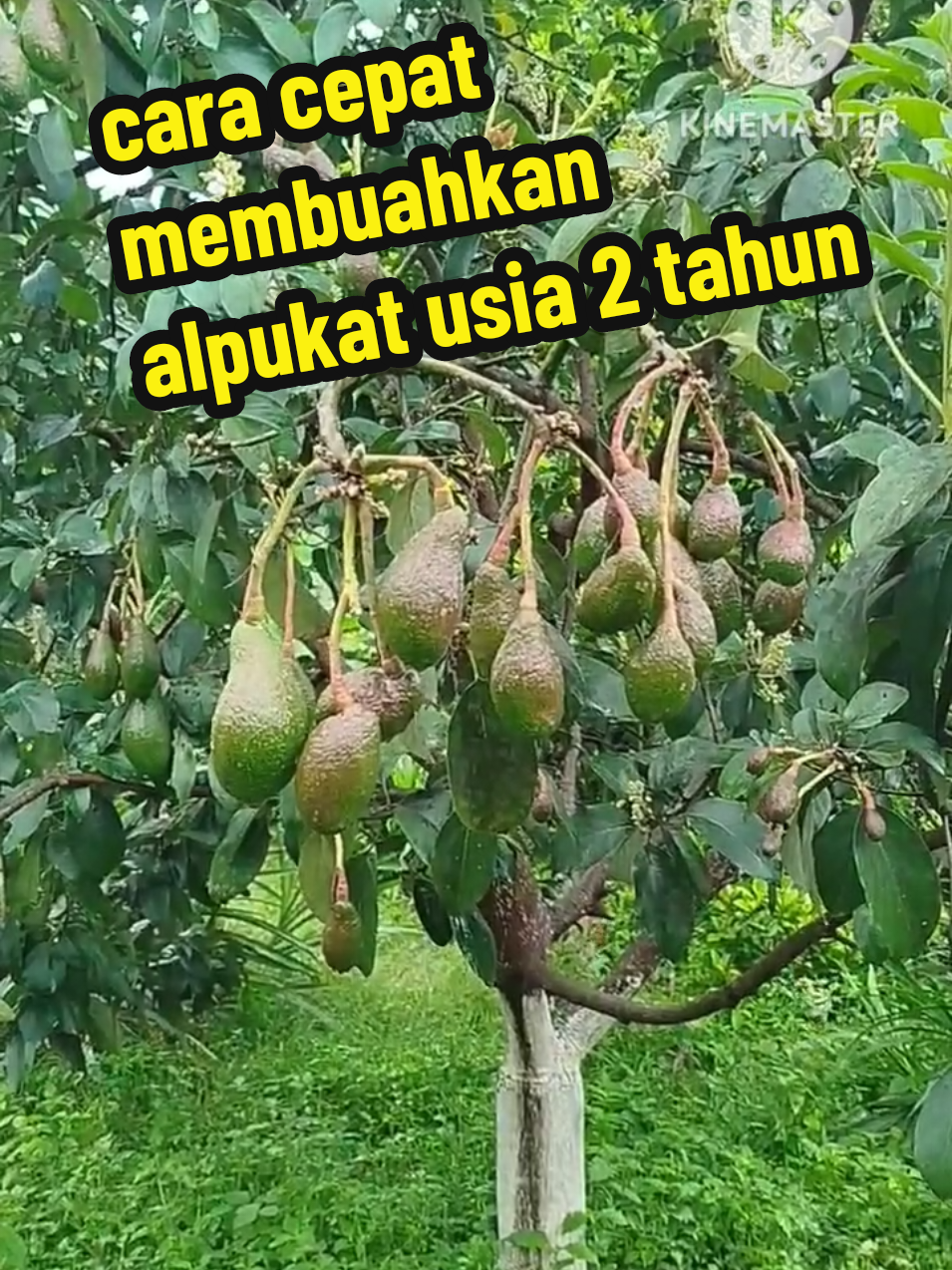 cara cepat membuahkan alpukat usia 2 tahun#pupuk#pupukalpukat#pelebatbuah#boosteralpukat#pupukorganikcair 