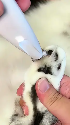 Máquina para recortar los pelos de los ojos, las orejas y las patas de tus mascotas #MascotasFelices #PetGrooming #RecortadoraMascotas #DogGrooming #catgrooming 