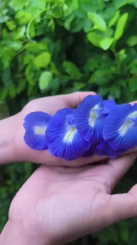 Butterfly Pea Flower, also known as Clitoria ternatea, is more than just a vibrant blue herb—it’s a powerhouse of natural health benefits. #butterflypea #blueternate #herbaltea #healthylifestyle 
