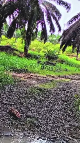 #rsx150🇲🇾🇻🇳 #rsx  #rsx150🇲🇾🇻🇳 #rsx 