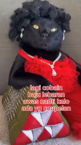 #catsoftiktok  #tiktok2025  #animalsoftiktok  #fyp 