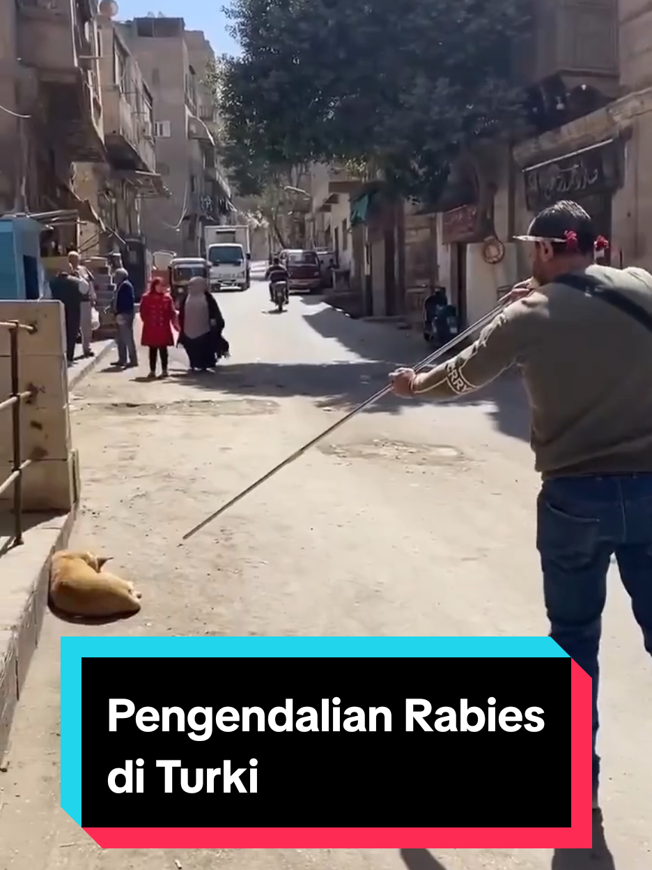 Untuk mengendalikan penyebaran rabies yang ditularkan oleh anjing liar, pemerintah Mesir menerapkan metode vaksinasi massal yang unik menggunakan anak panah tiup. Metode ini memungkinkan petugas untuk memberikan vaksin dari jarak aman, menjaga anjing tetap tenang dan tim terlindungi dari risiko serangan. #rabies #dog #turkey #turkiye #straydog 
