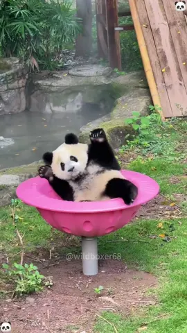 Funny Panda #panda #funnyvideo #animals #foryourpage #fyp 