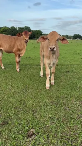 Funny cow🐂#funny #funnyvideos #cow#animals #haha #happy #for #animalsoftiktok 
