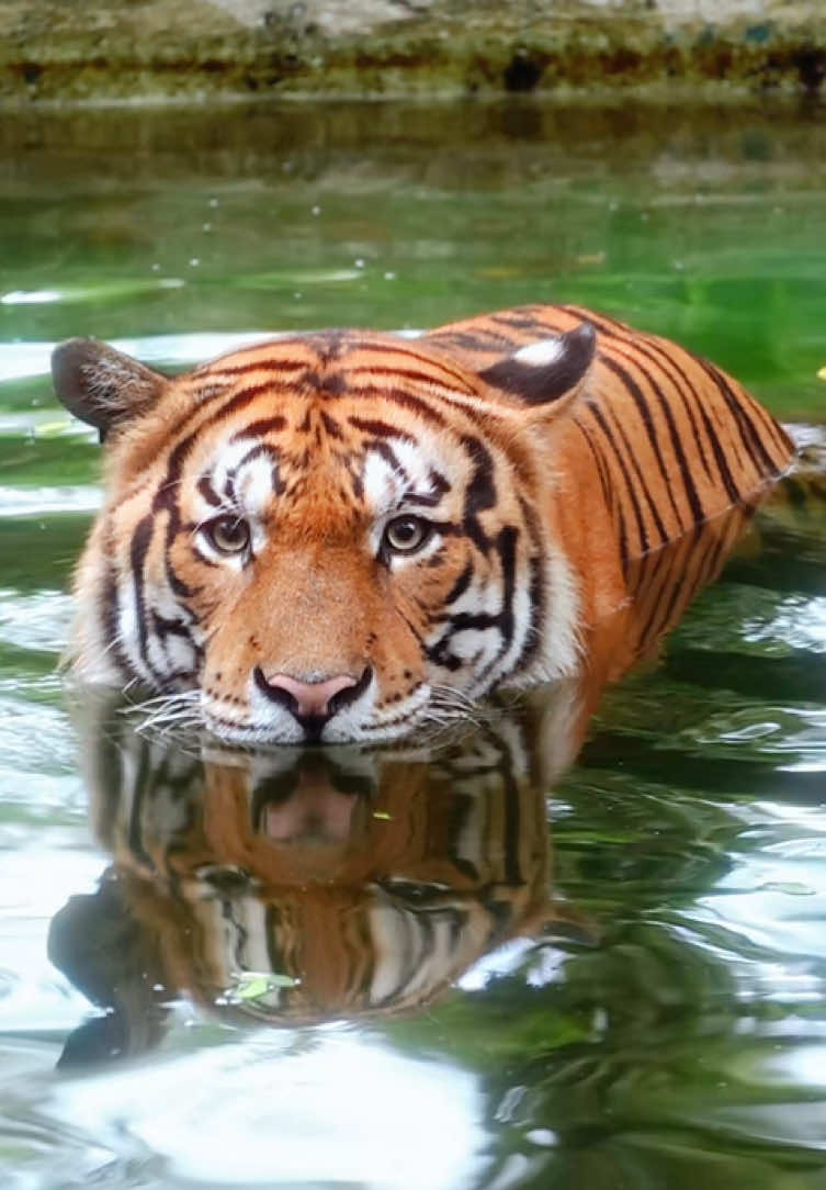 Wira my shaylaaaa ❤️ Tahukah anda bahawa harimau Malaya ialah haiwan kebangsaan Malaysia?🐯🇲🇾 Malangnya, spesies ini kini terancam dan hampir pupus. Kami menyeru semua untuk bersama-sama menyokong usaha konservasi harimau Malaya 🙌🏻 🐯 Salah satu cara mudah untuk bantu pemuliharaan harimau Malaya ialah dengan menyumbang kepada WWF-Malaysia bagi menyokong rondaan, peralatan dan pengangkutan mereka. Anda juga boleh bantu dalam penjagaan harimau Malaya kami dengan menyertai program Animal Adoption Zoo Negara!🐾❤️ Sumbangan anda membolehkan kami memastikan keperluan pemakanan, perubatan dan pengayaan haiwan sentiasa terjaga👉🏻 link di bio kami! ✨ Jom bersama-sama melindungi dan memulihara haiwan kebangsaan kita!🐯🇲🇾❤️ #harimaumalaya #malayantiger #wildlife #zoonegara #fyp 