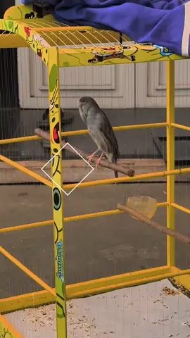 Kn.Tesla  #kenaristarblue #kenariunik #kenariprestasi 