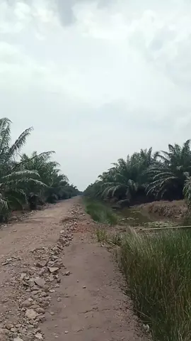 kulisawit kalimantan salam sehat selalu bolo,, kuli