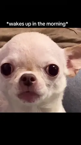 Goooood morning! EvilDog keeping it real skibidi since ‘95. Follow me pwease thank you #evildog #memes #funny #memesdaily
