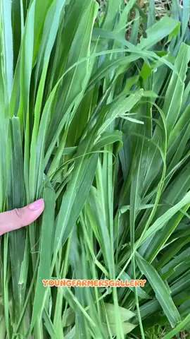 MOMBASA mombasa seeds mombasa seeds for goats mombasa mombasa grass mombasa seeds seed for sale mombasa grass seed mombasa Guinea Grass mombasa grass for cow mombasa grass para sa baka at kambing mombasa seeds 100 grams per pack Mombasa seeds planting Mombasa Grass for chicken  Mombasa Guinea Grass seed mombasa grass paano itanim #mombasagrass  #mombasaseeds 
