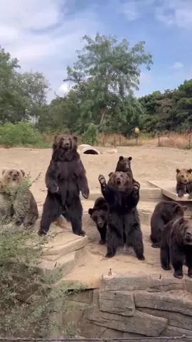 Funny silly bear #funnyvideos #usa🇺🇸 #bear #animalsoftiktok #bearsoftiktok 