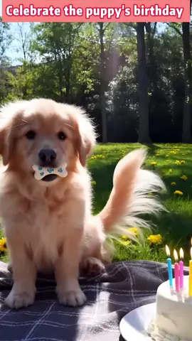 #happybirthday #dog 