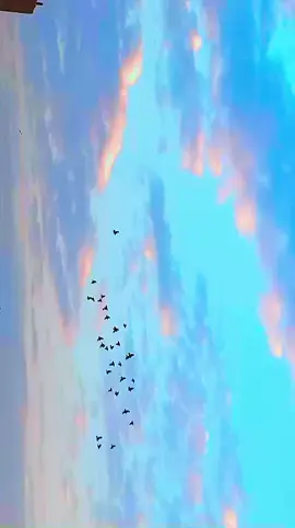 ✨🥀!!___ہلکی پھلکی سی ہے زندگی  🌚💫!!___بوجھ تو خواہشوں کا ہے #aesthetic🦋✨♡ #nature  #skyyy #beautiful #view 