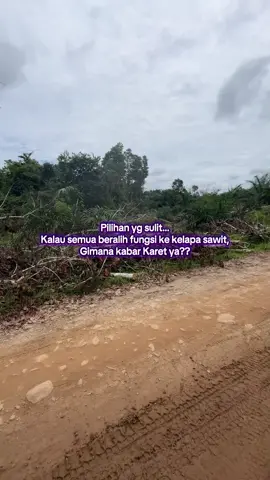 Mungkin gak suatu saat karet bisa lebih menjanjikan di banding Kelapa sawit? #fyp #petanimuda #sawit #karet 