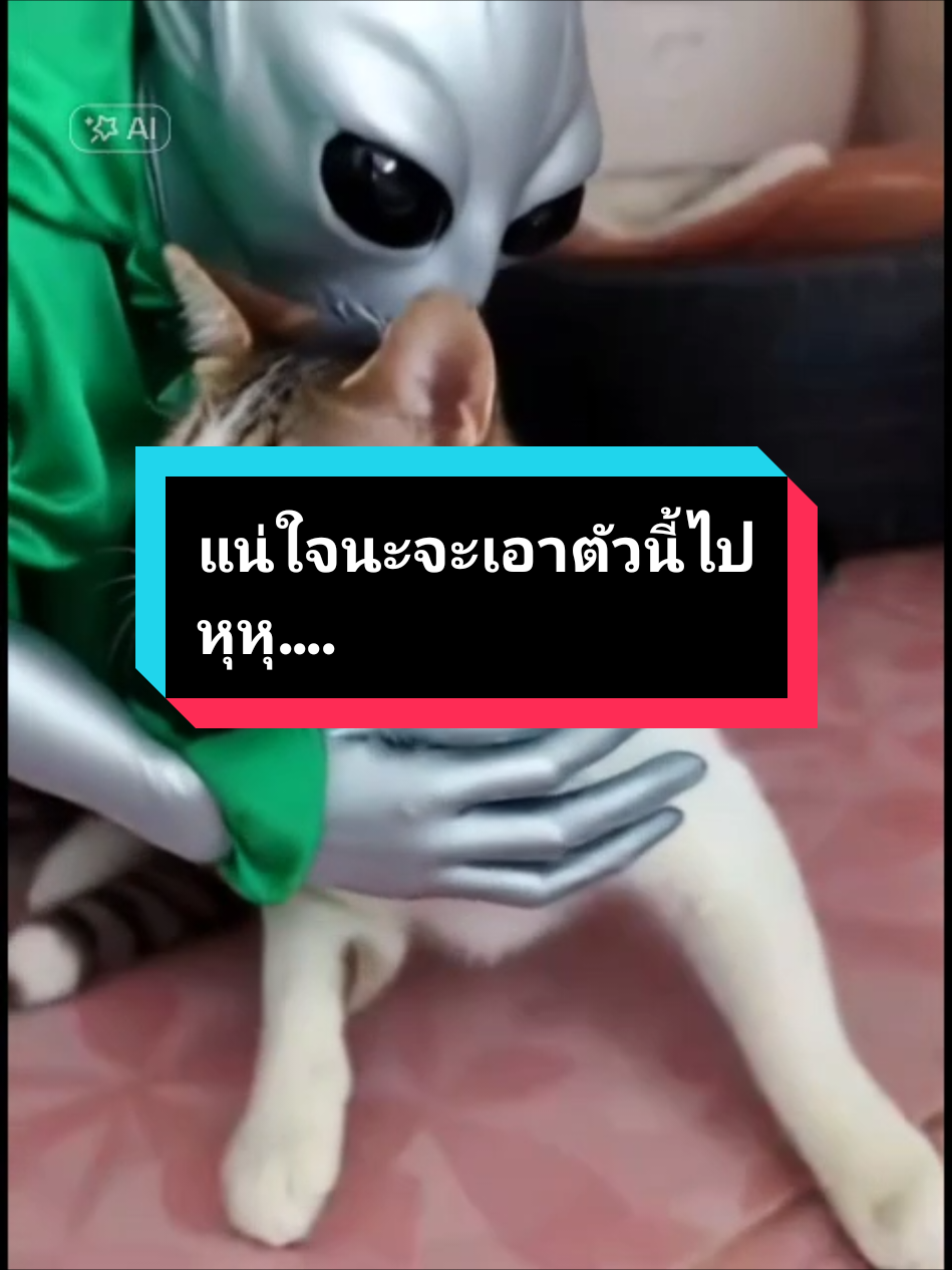 เด็กดื้อไปเที่ยวนอกโลกก่อนนะ#CapCut #ทาสแมว #มีสุข #แมวน่ารัก#cats 