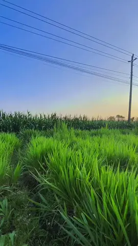 #peternakmuda #CapCut #anaklanangfarm #ngarit 