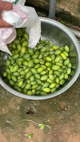 Thịt ba chỉ kho trám #chebavi #quêhươngtôiđó #xuhuongtikto #amthuctiktok #xuhuongtiktok2024 