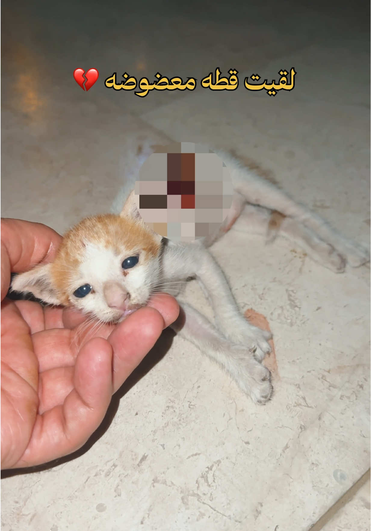 قطه صغيره معضوضه #قطط #cats #catsoftiktok 