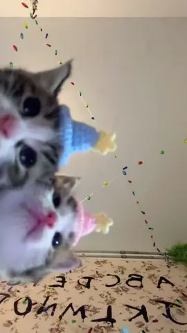 I'm 0.14-year-old Xiao Bianbian. I ate cat food on the first day#cat #cute #kitty #猫 