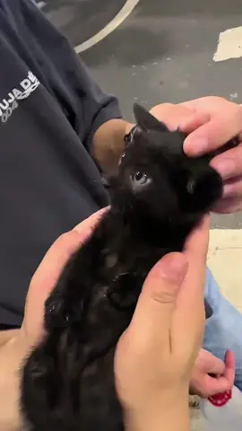 so funny!!!#cats #cute #funnycat #funny #funnyvideos