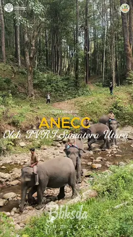 Halo Sahabat Konservasi.. Tanggal 30 Agustus 2025, Bidang KSDA Wilayah II Pematangsiantar melakukan pendampingan dalam Liputan Program Acara TVRI Stasiun Sumatera Utara dengan tema “ Energi Konservasi Aek Nauli” di Resor ANECC dan CA. Batu Gajah. Dalam liputannya terkhusus kegiatan konservasi Gajah Sumatera, dan di lengkapi dengan kegiatan konservasi Anggrek Hutan dan konservasi Kantung Semar dari bantuan CSR PT. Pertamina Patra Niaga FT Pematangsiantar Sebagai narasumber utama yaitu Kepala Bidang KSDA Wilayah II Pematangsiantar Ibu Elvina Rosinta Dewi, S.Hut, M.I.L ,narasumber pendamping yaitu Mahout Bapak Yopi Widianto dan Manager PT Pertamina Patra Niaga FT Pematangsiantar Bapak Zakharia Habibuw Harapannya dengan tayangnya liputan program ini dapat memberikan penyadartahuan masyarakat untuk lebih menjaga lingkungan demi keberlangsungan hidup Gajah Sumatera.. 🐘🐘 Salam Konservasi 🌳🐘 #ksdahebat #gajahsumatera