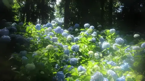 Yêu lấy sự rực rỡ và cả những vụn vỡ của chính mình #camtucau #flowers #canhdep #thiennhien #niemchn_26 