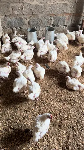 Took them to the market at 4 Weeks 5 days with an average of 1.45 kg dead weight. Key Points to Note: 1. Feed your birds during morning or evening hours. During the day especially if it’s hot, don’t feed them. 2. I prefer Finisher Pellets from Farm Feeds or Isinya Feeds. 3. Don’t keep broilers as a Hobby, it’s a full time job. 4. Market your broiler directly to the consumer i.e. butcheries and hotels to do away with middlemen/brokers #everythingpoultryfarming #farmtok #viral 