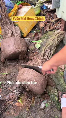 🌸 Trồng phôi siêu nhanh 😆🤭🌸 #vuonmaihungthinh #sieubongsaigon #trôngphoimaituquy 