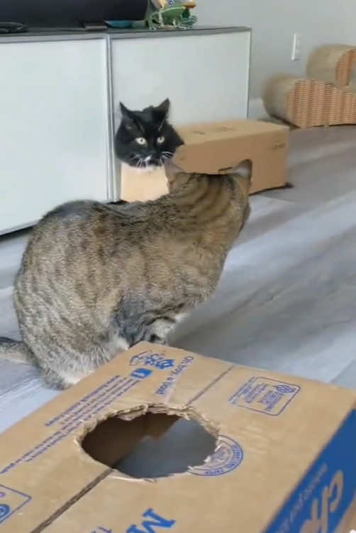 No kitten doesn’t like a cardboard box#catsoftiktok #fouryou #fyp #tiktok #for #usa_tiktok #funnyvideos #cat 
