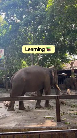 Gajah adalah mamalia darat terbesar di bumi dan memiliki tubuh yang sangat besar, telinga yang besar, dan belalai yang panjang. #learning #gajah #jawatimurpark2 #batusecretzoo #fakta 
