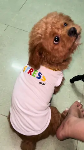 Sống nay stress mai #xuhuongtiktok 