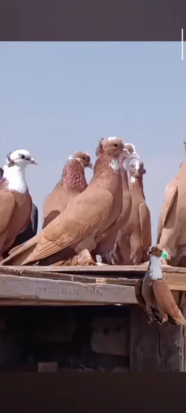 #لعماره #ناصريه #دوانيه #طيور _حمر#🤫🤫🤫🤫🙈🙈🙈🤔🤔🤔👌👌👌 