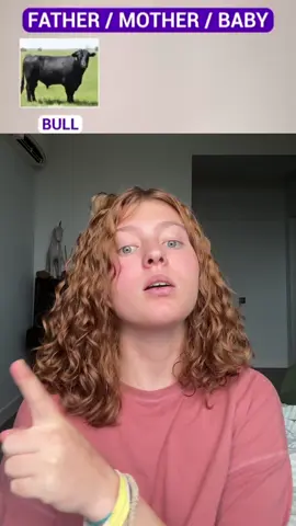 Animais em inglês 🐂🐄 #vocabulary #animals #animaiseminglês #vocabulario #English