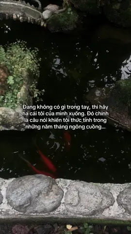 …#tamtrang #story 