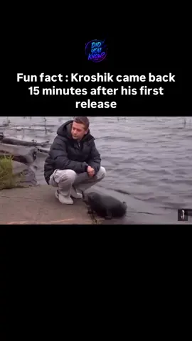 This clip is from 2016, back when Kroshik was just a young Ladoga ringed seal 🦭. That year they tried releasing him twice but both attempts failed because he wasn’t afraid of humans. So Kroshik stayed at the St. Petersburg Seal Rescue Center permanently… and in 2020 he even got a seal friend, Shlissik, who also lives there now.  But here’s the big news: after 9 years in care, they might try releasing Kroshik again this year since he’s become less affectionate and more independent. Could this finally be his time back in the wild? 🌊 Credit: vk.com/sealrescue #animalsoftiktok #seal #wildliferescue #memes #fyp 