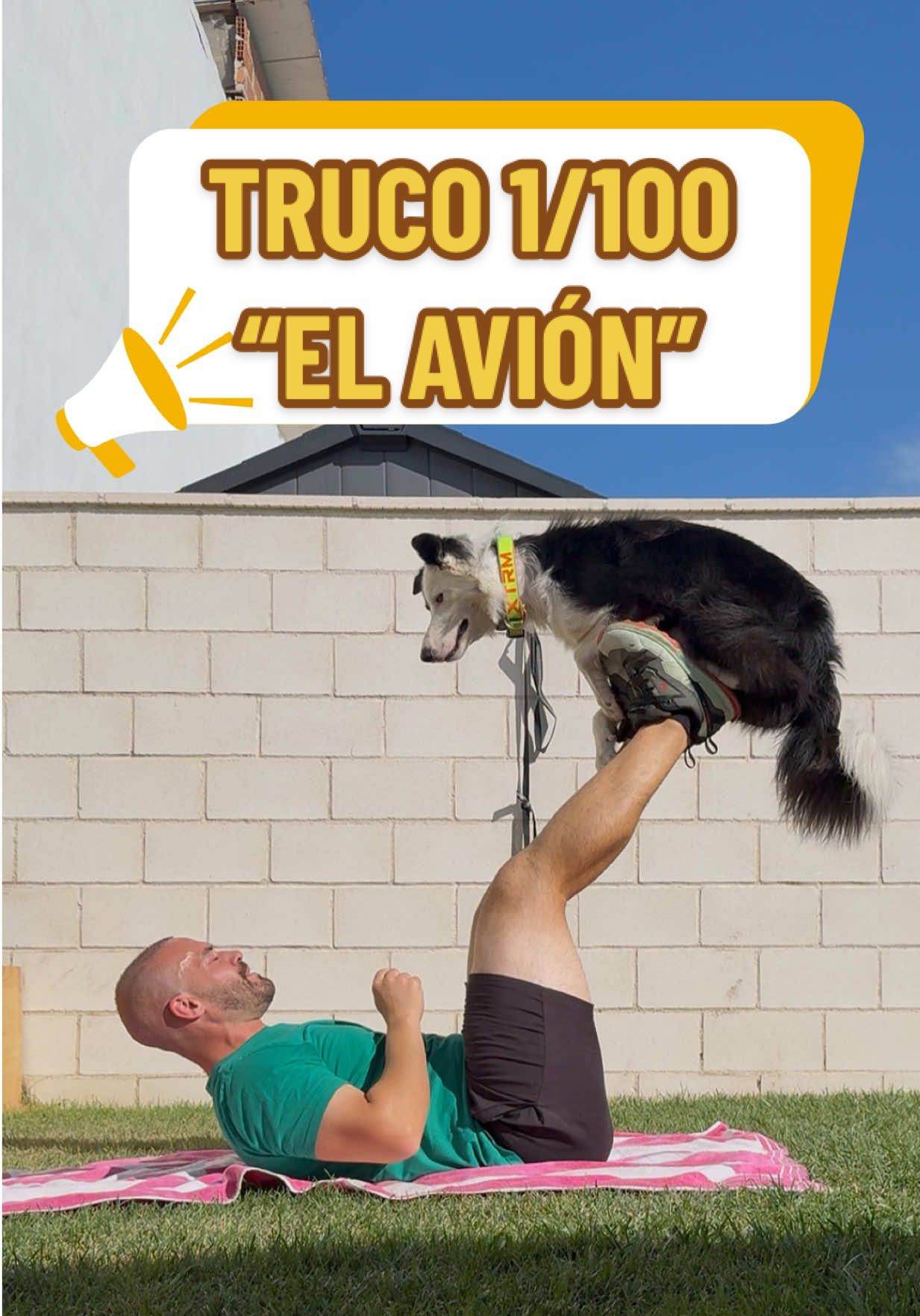 Primer truco de nuestro reto de los 100  🐶✨. El Avión (o Superman), un ejercicio de equilibrio y confianza increíble. Te enseño el paso a paso para que también puedas practicarlo con tu perro de forma divertida y segura 🚀. La mayor dificultad: mi estabilidad 😂. 🔑 La clave: para que se quede quieto, le puse la mano con el premio para que  fije su mirada y atención. Así conseguí que se quedará estable en mis pies y fue mano de santo 👏🏻. Síguenos y comparte si quieres ver si conseguimos el reto 🐶😅. #100trucosconOreo #entrenamientocanino #dogtricks #perros #bordercollie 