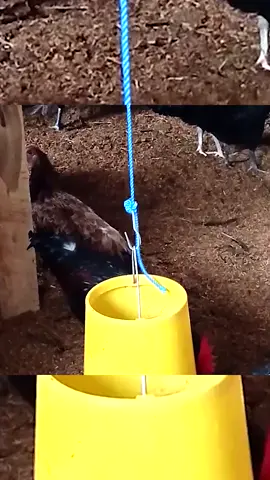 Manfaat Penting Vitamin Untuk Metabolisme Tubuh Ayam. . . simak video selengkapnya di sini https://youtu.be/qOgVmoa_2WQ?si=x1PkG_alozc5cnhh #ayamkampung #ayamkampunglampung #ternakayam #peternakanayam #peternakanayam