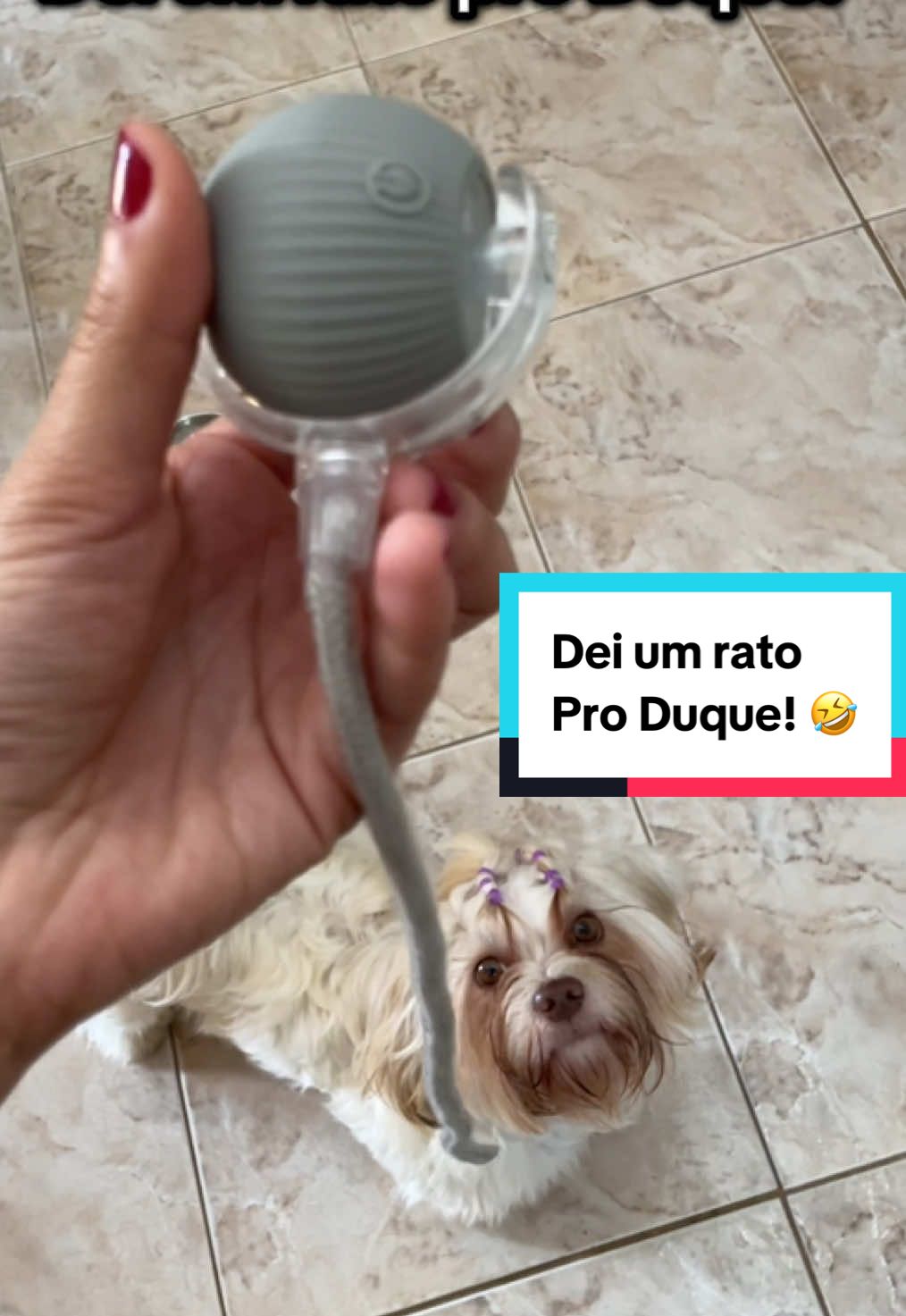 Tente não rir com esse vídeo! Ele amou a bolinha! Ficou muito envolvido com ela! Brincou muito! E nós também nos divertimos demais vendo ele brincar! Vale muito a pena!  - #brinquedos #cachorro #cachorros #tiktokshop #pet  @Duque The Dog 🐶🐾 