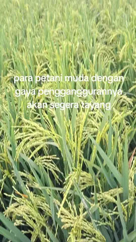 #petaniindonesia🇮🇩🇮🇩🇮🇩🌿🌿 #petanipadi #petanimuda #storypadi 