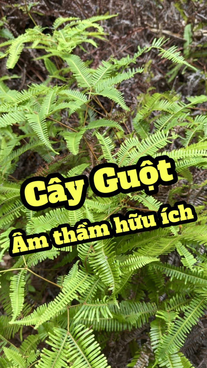 Cây Guột - nhỏ bé nhưng hữu ích #duocsilenghia #cayguot #cayte #baithuocdangian 