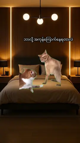 ကိုယ့်ထက်ပိုချွဲတတ်တဲ့ ကောင်လေး🤣🤣 #viral #relatable #satisfying #trending #fypシ゚viral #foryou #ရောက်ချင်တဲ့နေရာရောက်👌 #မြန်မာ #myanmar #ဟာသ #dailydelight #fyp #cat #catmeme 