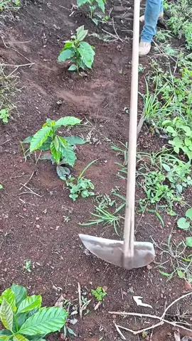 Cangkul rumput baja penyiang gulma alat berkebun #cangkul #cangkulrumput 