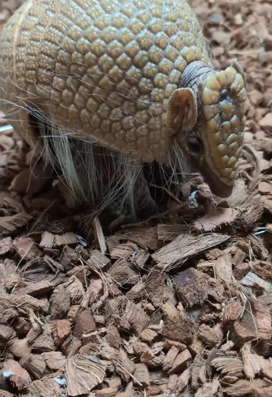 Happy armadillo #happy #armadillo #funnyvideos 