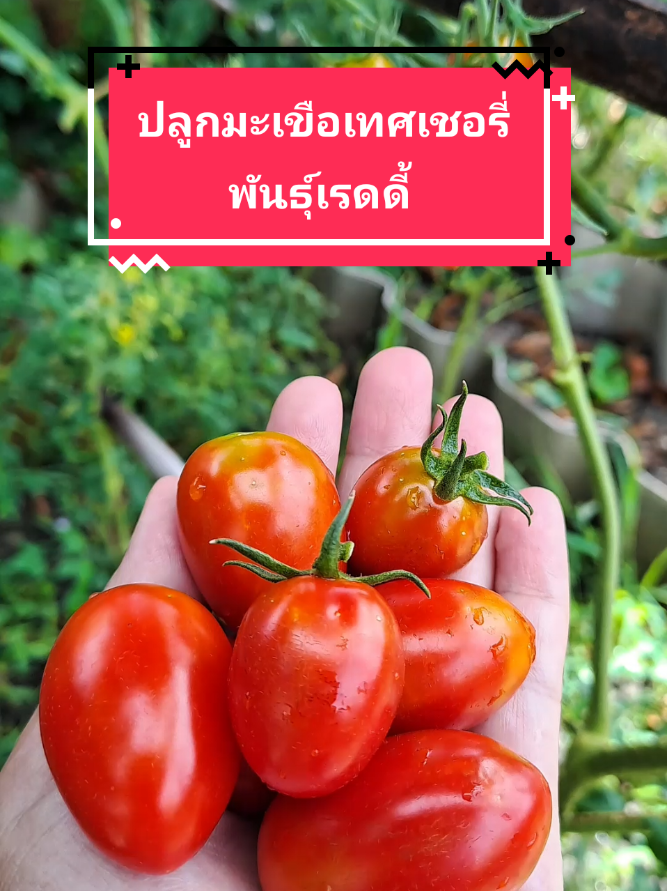 ปลูกมะเขือเทศเชอรี่ (คลิปฉบับเต็ม)  คลิปนี้ปะป๊าปลูกมะเขือเทศเชอรี่ พันธุ์เรดดี้ ของเมล็ดพันธุ์ตราศรแดง รวบรวมคลิปตั้งแต่เพาะเมล็ด จนเก็บผลผลิต ใช้เวลารวบรวมคลิป เป็นเวลา 65 วันค่ะ #ปลูกผักกินเอง #ผักสวนครัว #มะเขือเทศ #เมล็ดพันธุ์ตราศรแดง #โจ๊กผักปลอดสารบ้านปลายฝน 