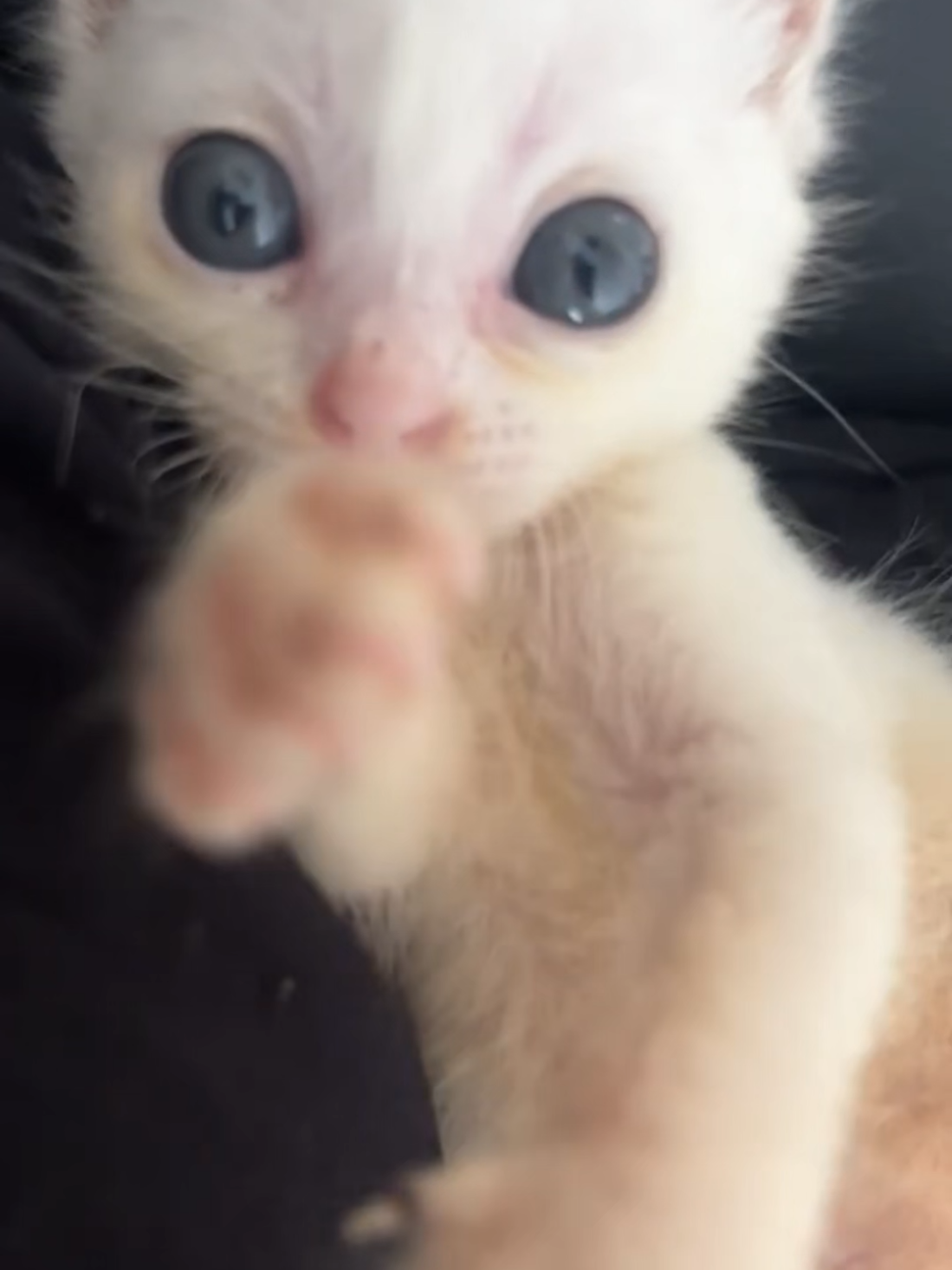 Acting like a silly cat.#foru #cutecat #catlover #kitty #kittensoftiktok 